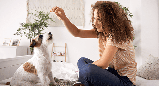 Cara Melatih Anjing agar Patuh dan Tidak Mudah Cemas